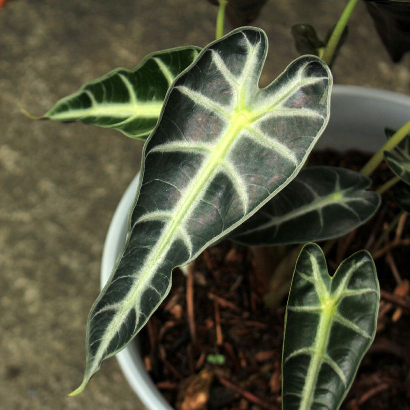 Alocasia Bambino - Olifantsoor (Blad)