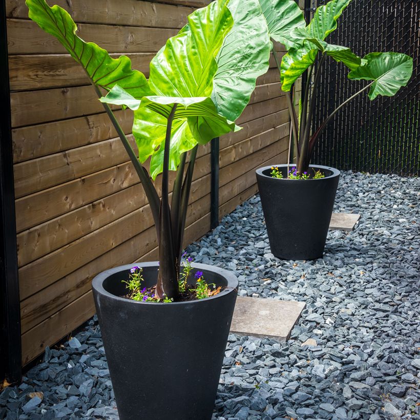 Alocasia macrorrhizos Violacea Black Stem - Olifantsoor (Groeiplaats)