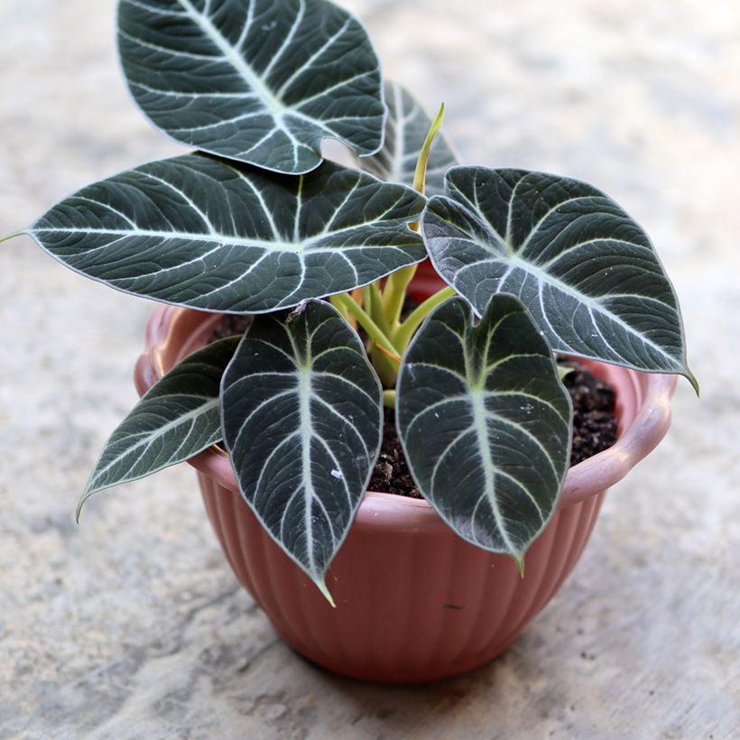Alocasia Black Velvet - Olifantsoor (Blad)