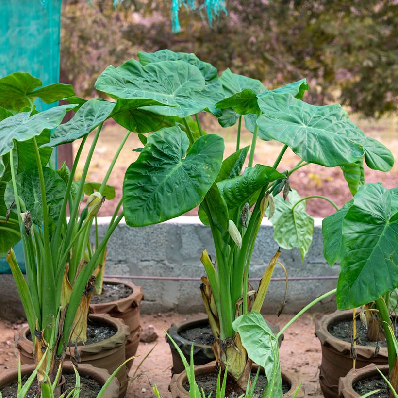 Alocasia Calidora - Olifantsoor (Groeiplaats)