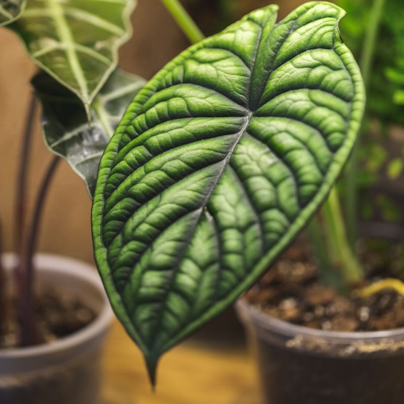 Alocasia Dragon Scale - Olifantsoor (Blad)