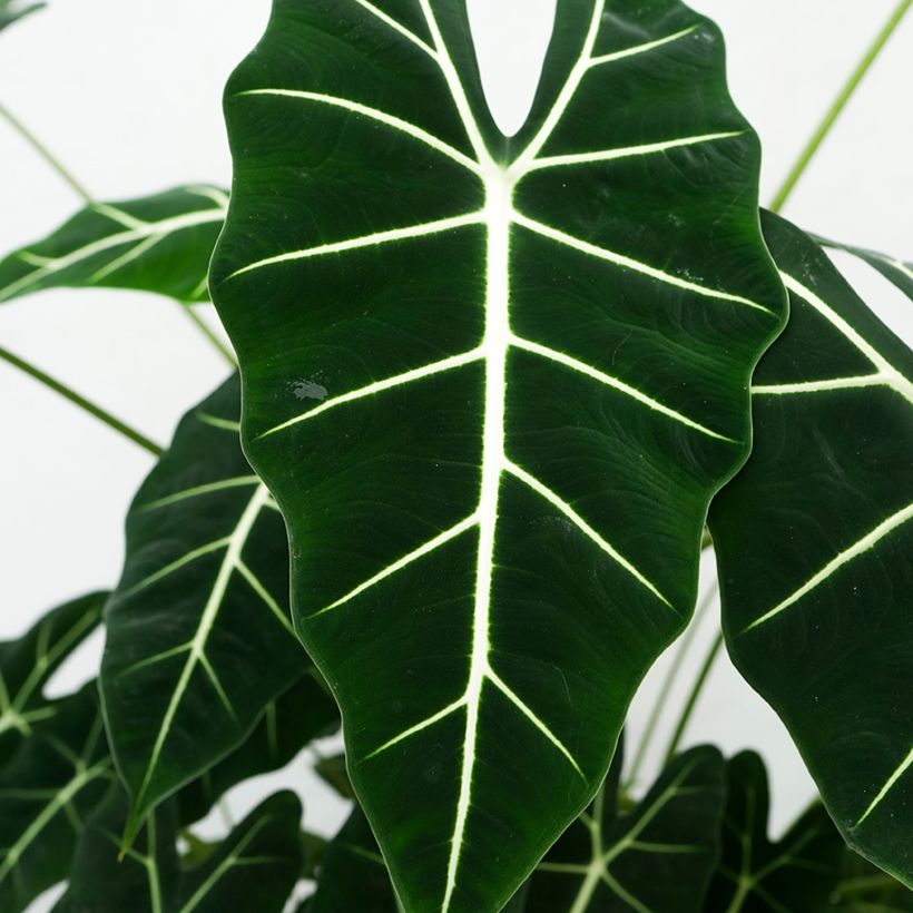 Alocasia micholitziana Frydek - Olifantsoor (Blad)