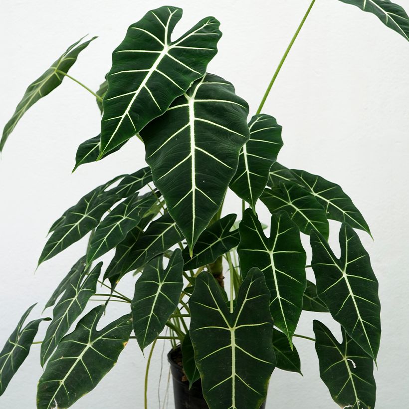 Alocasia micholitziana Frydek - Olifantsoor (Groeiplaats)