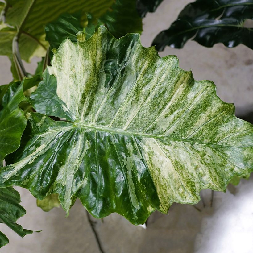 Alocasia Hualong - Olifantsoor (Blad)