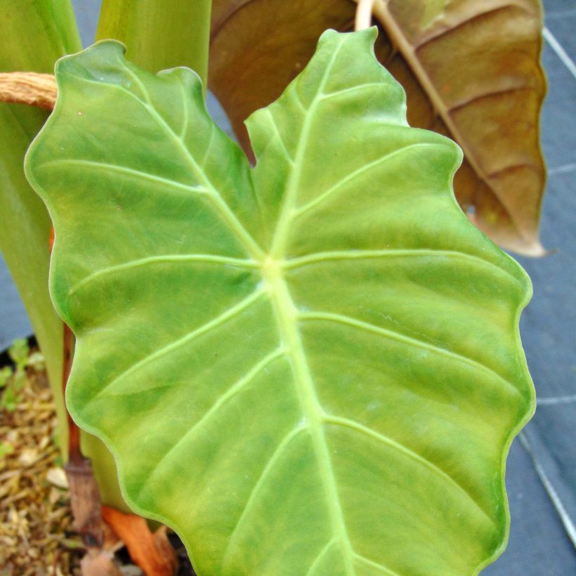 Alocasia Mayan mask - Olifantsoor (Blad)
