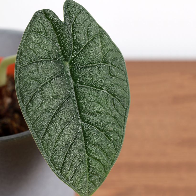 Alocasia melo - Olifantsoor (Blad)