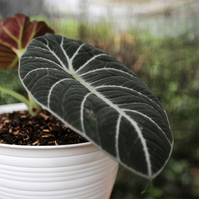 Alocasia Ninja - Olifantsoor (Blad)