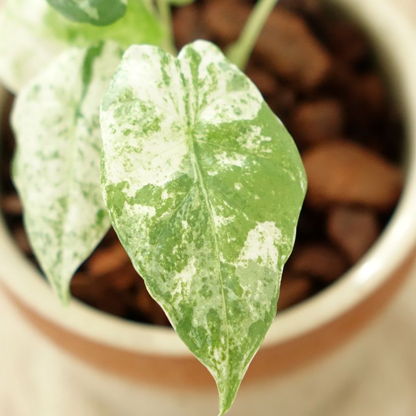 Alocasia odora Batik - Olifantsoor (Blad)