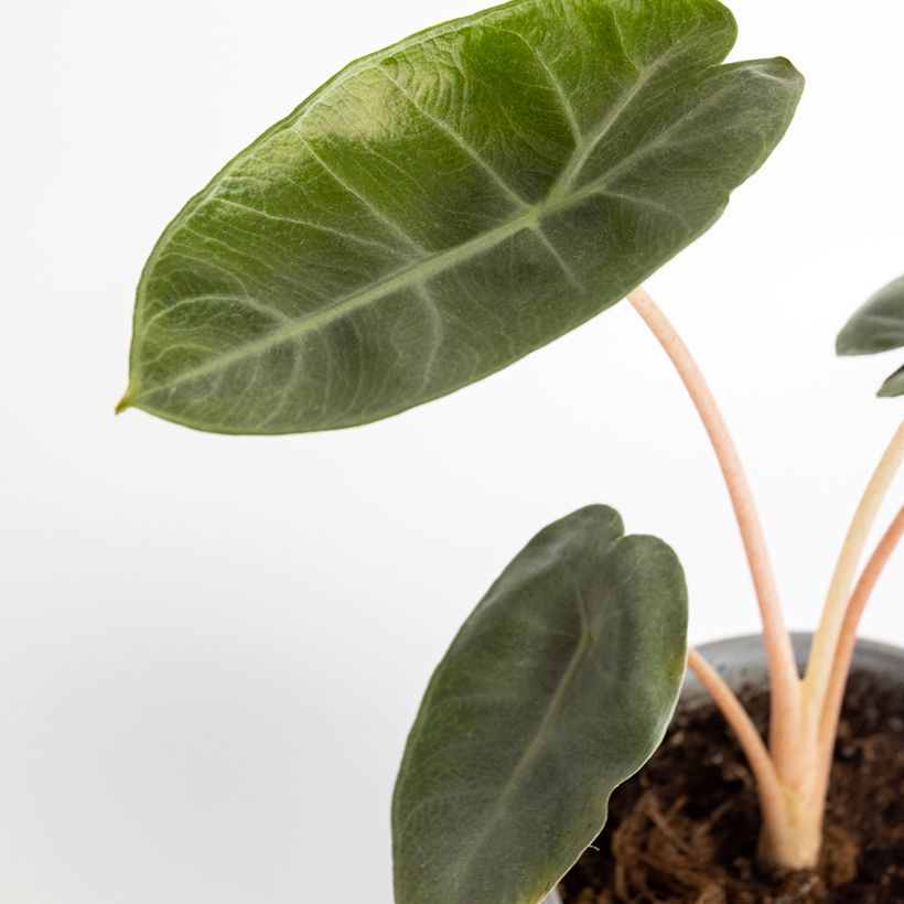 Alocasia Pink Dragon - Olifantsoor (Blad)