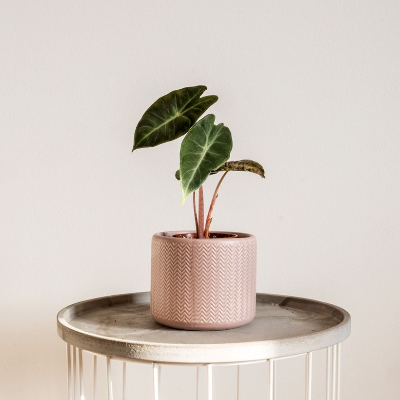 Alocasia Pink Dragon - Olifantsoor (Groeiplaats)