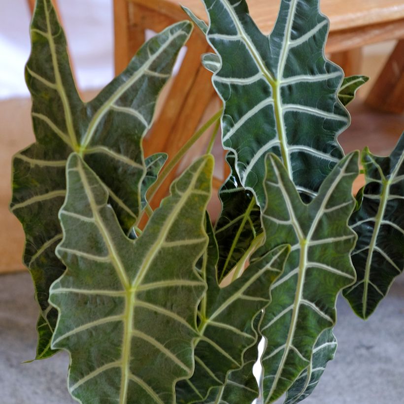 Alocasia Polly - Olifantsoor (Blad)