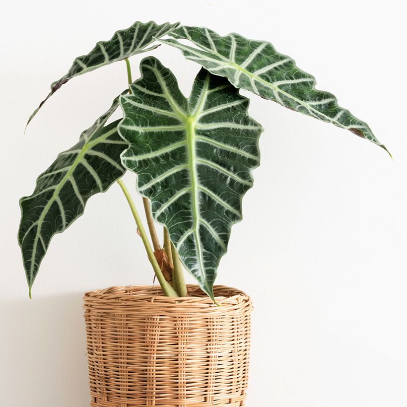 Alocasia Polly - Olifantsoor (Groeiplaats)