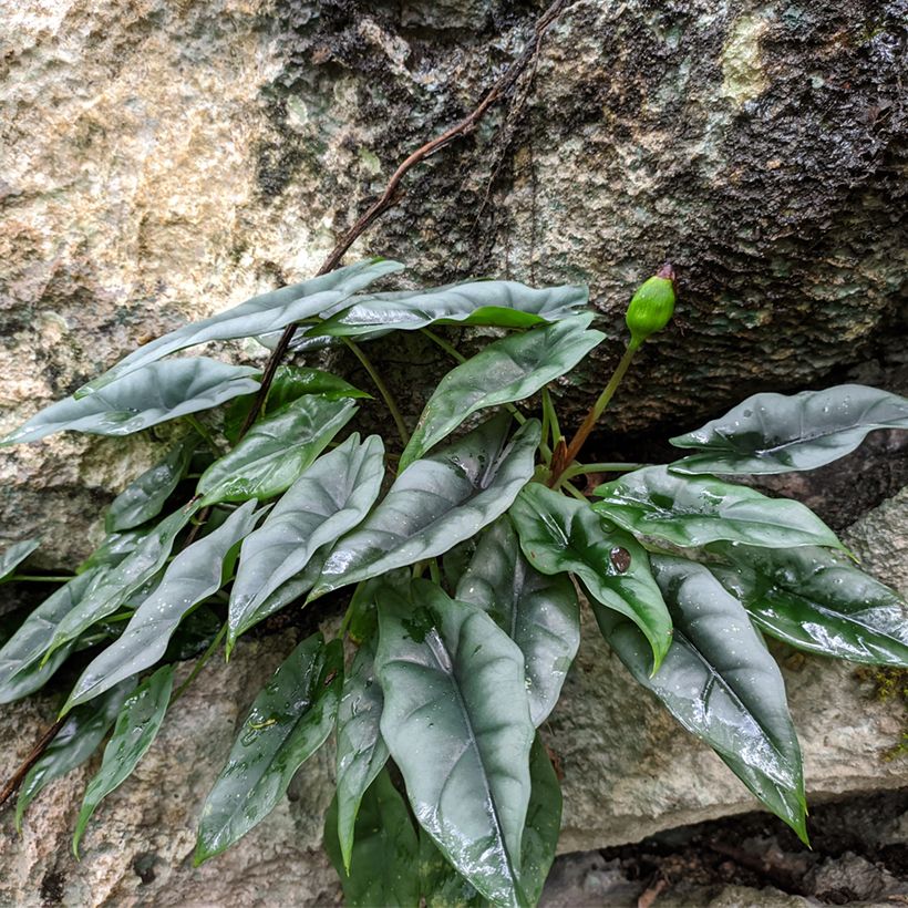 Alocasia reversa - Olifantsoor (Groeiplaats)