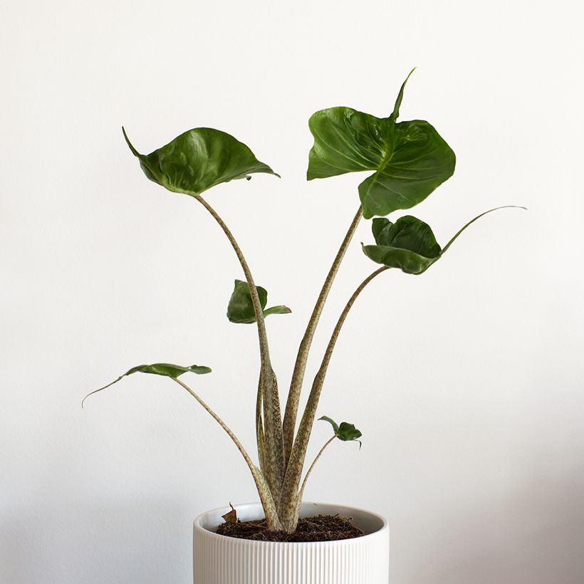 Alocasia Stingray - Olifantsoor (Groeiplaats)