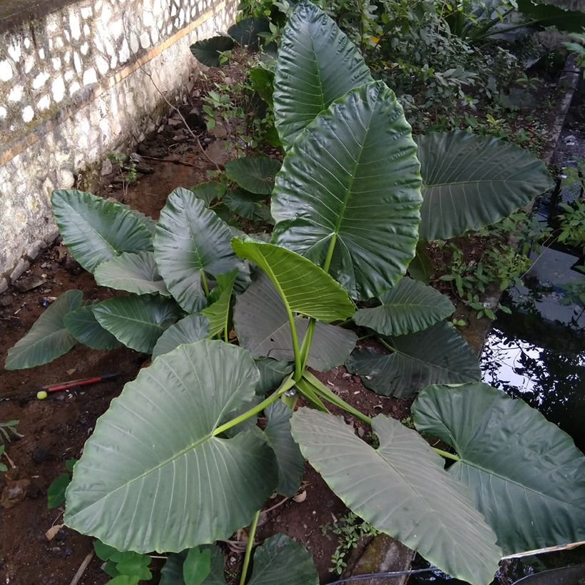 Alocasia Sumo - Olifantsoor (Groeiplaats)
