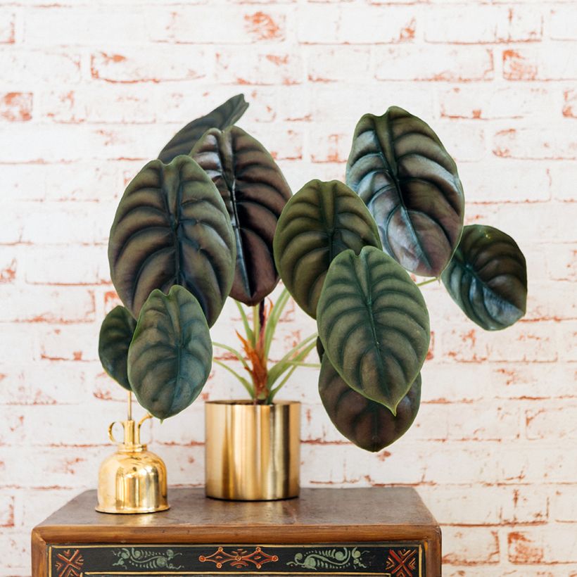 Alocasia cuprea Red - Olifantsoor (Groeiplaats)