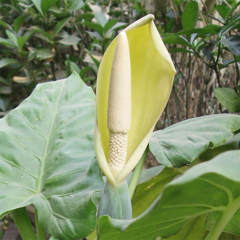 Alocasia macrorrhizos - Olifantsoor (Flowering)