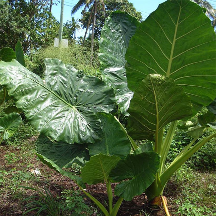 Alocasia macrorrhizos - Olifantsoor (Plant habit)