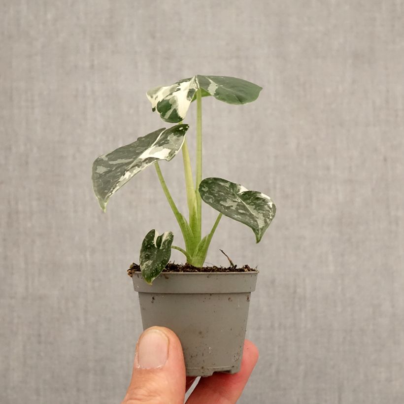 Exemplaar van Alocasia micholitziana Frydek Variegata - Olifantsoor Mini-kamerplanten zoals geleverd in de lente