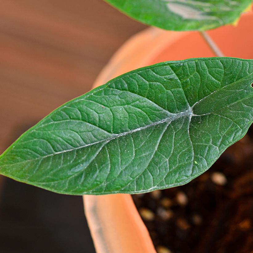 Alocasia scalprum - Olifantsoor (Blad)
