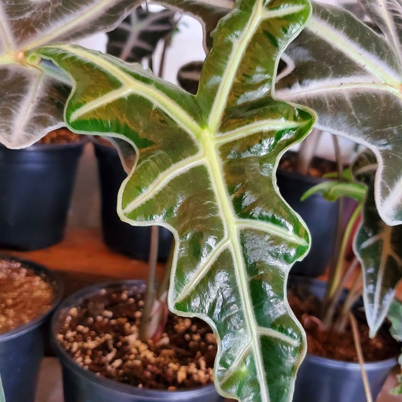 Alocasia Nobilis - Olifantsoor (Blad)