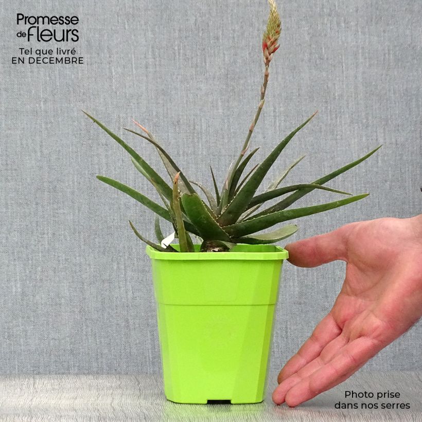 Example of Aloe Safari Sunrise - Aloès Pot van 2 l/3 l as you get in hiver