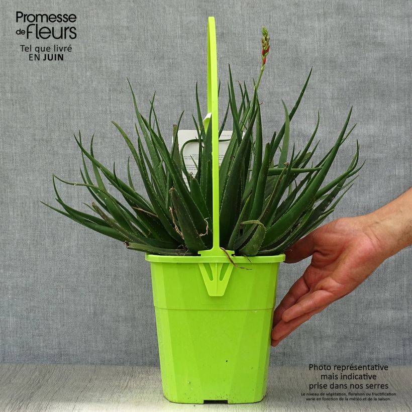 Exemplaar van Aloe Safari Sunrise - Kandelaar aloë Pot van 3 l/4 l zoals geleverd in de zomer