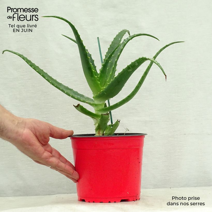 Exemplaar van Aloe arborescens - Kandelaar aloë Pot van 2 l/3 l zoals geleverd in de zomer