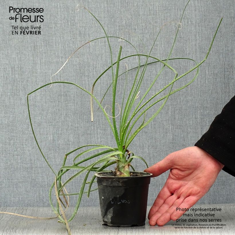 Example of Aloe arborescens - Kandelaar aloë Pot van 2 l/3 l as you get in hiver