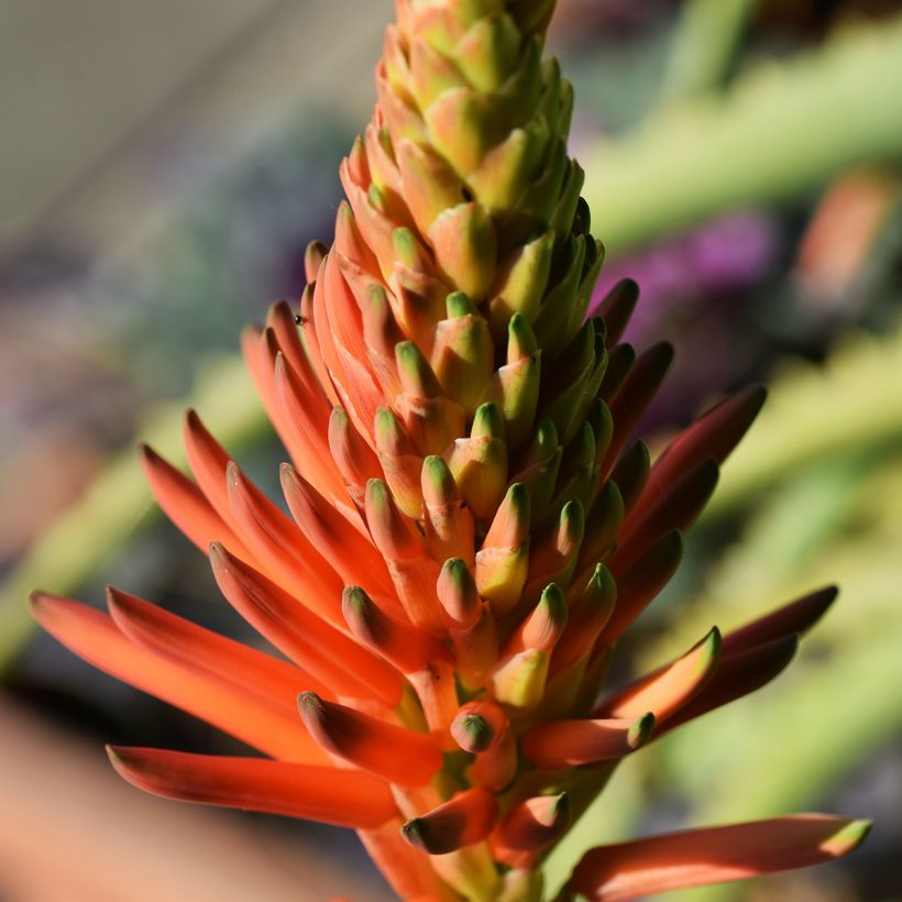 Aloe arborescens - Kandelaar aloë (Bloei)