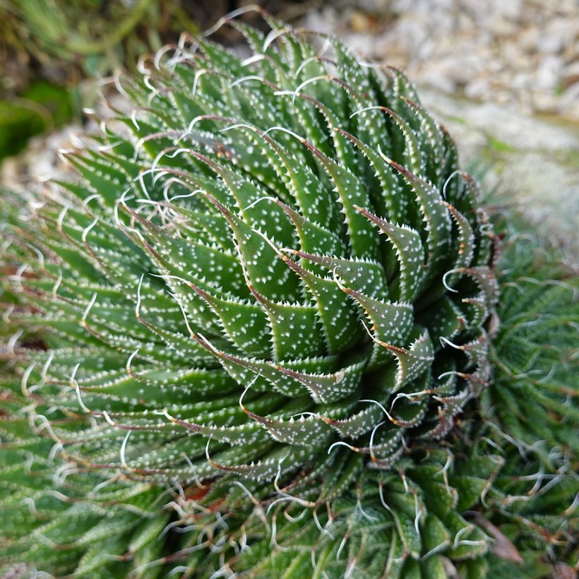Aloe aristata - Aloë (Groeiplaats)