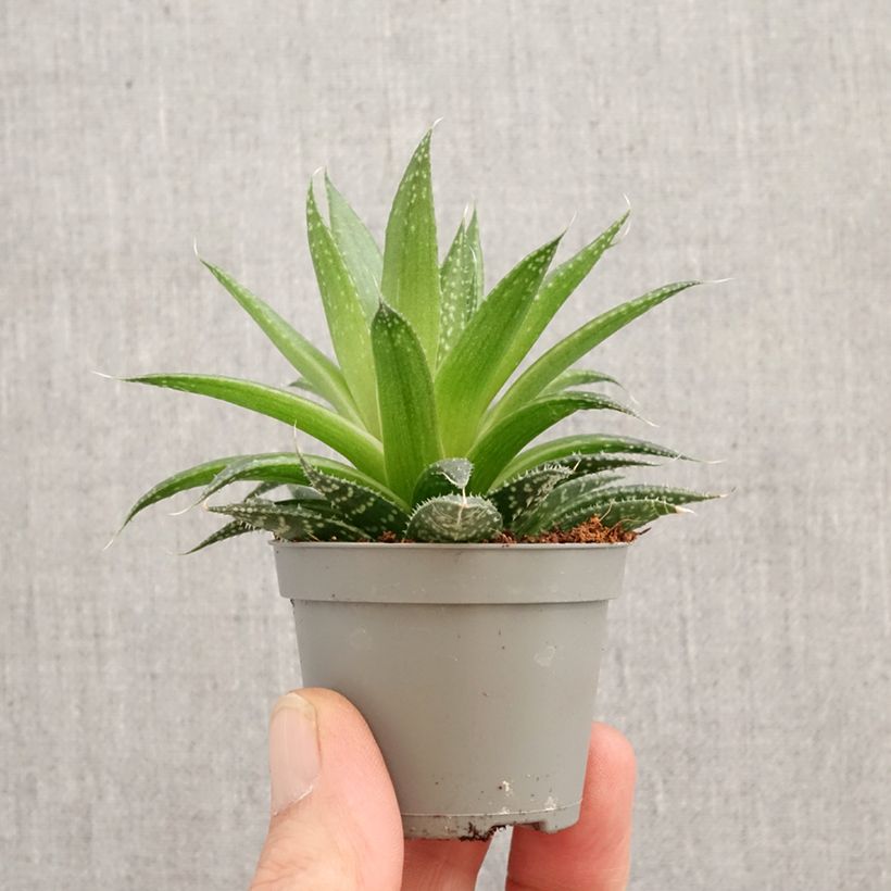Exemplaar van Aloe aristata - Aloë Mini-kamerplanten zoals geleverd in de lente