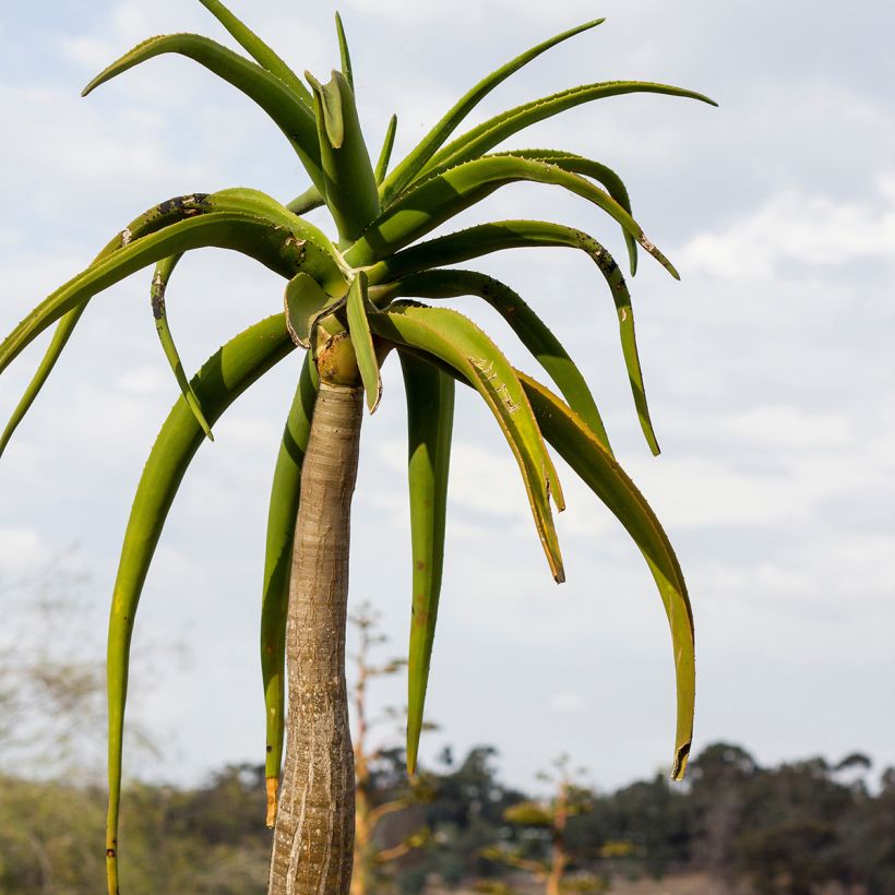 Aloe barberae - Boomaloë (Foliage)