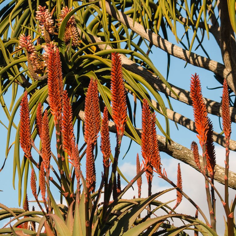 Aloe barberae - Boomaloë (Flowering)
