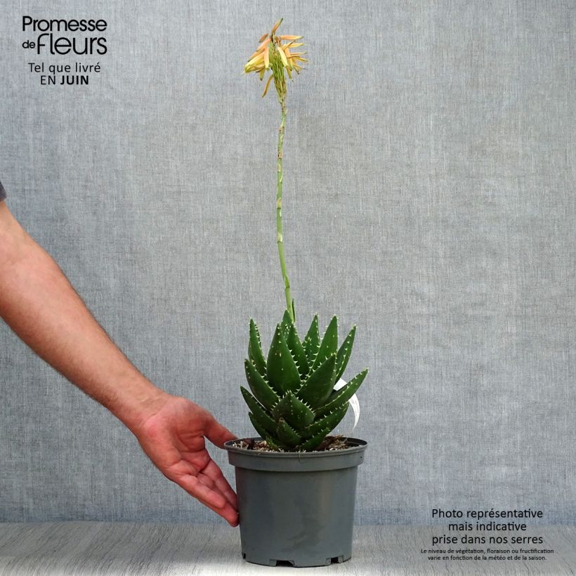 Exemplaar van Aloe brevifolia - Kortbladige aloë Pot van 2 l/3 l zoals geleverd in de zomer