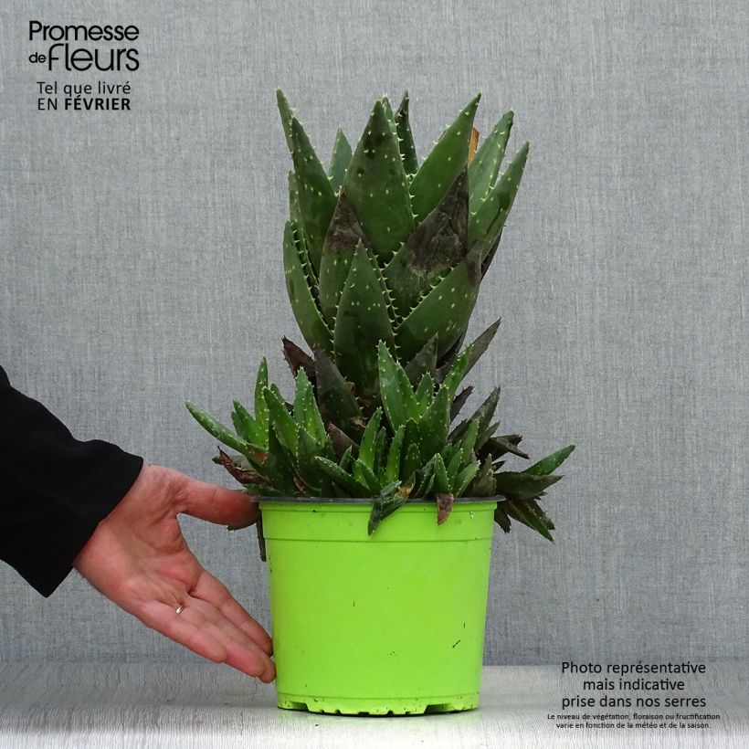 Example of Aloe brevifolia - Kortbladige aloë Pot van 2 l/3 l as you get in hiver