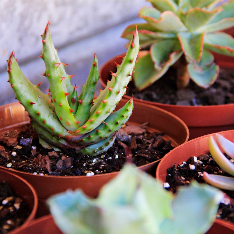 Aloe conifera Twirl - Boomaloë (Groeiplaats)