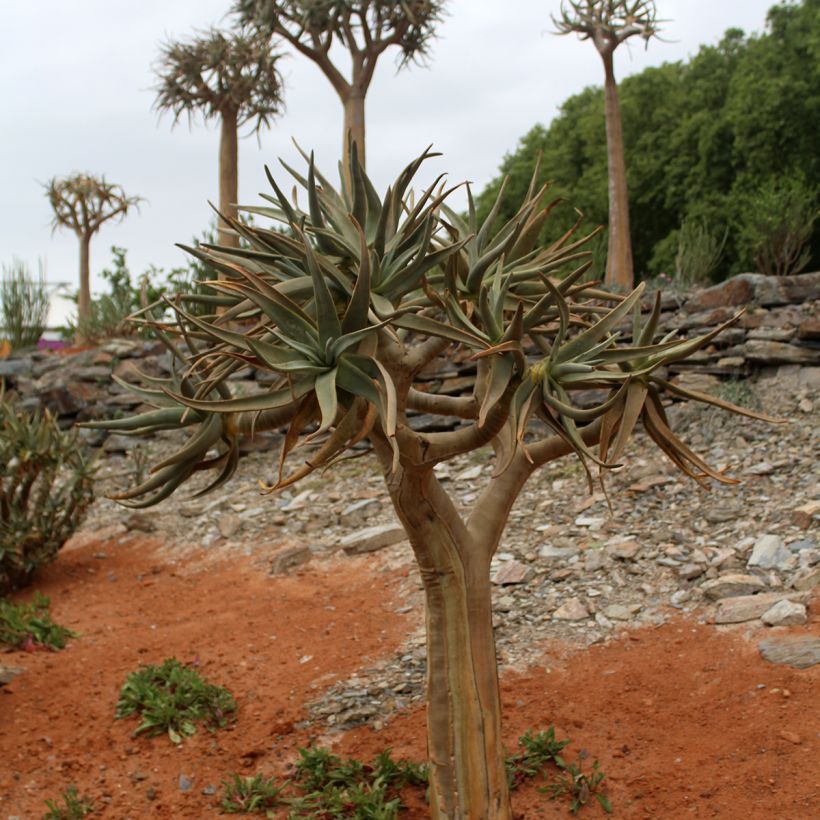Aloe dichotoma - Kokerboom (Groeiplaats)