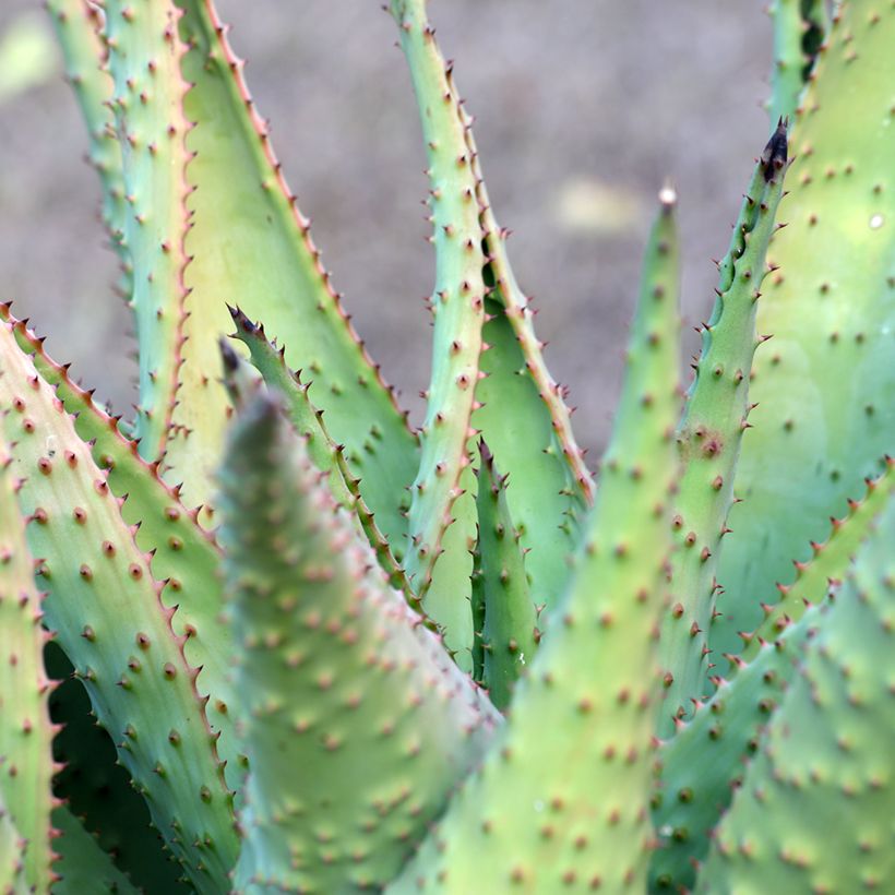 Aloe marlothii - Bergaloë (Blad)