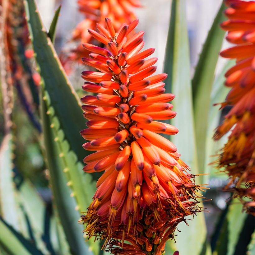 Aloe marlothii - Bergaloë (Bloei)