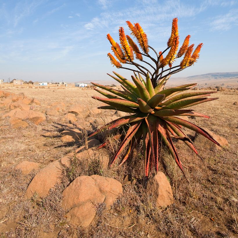 Aloe marlothii - Bergaloë (Groeiplaats)