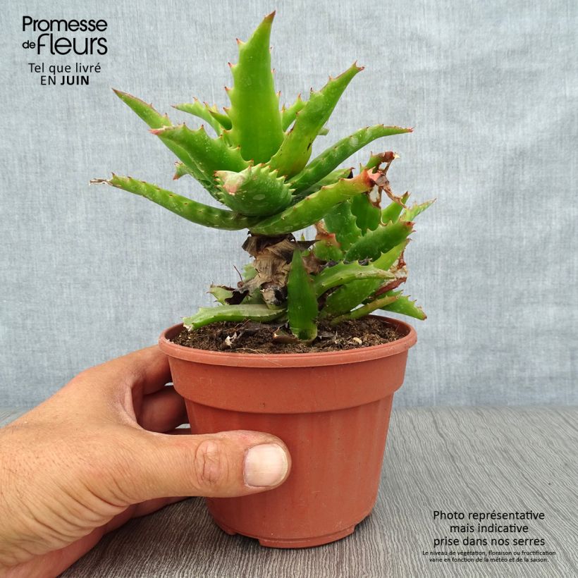 Exemplaar van Aloe morogoroensis - Boomaloë Pot van 12 cm / 13 cm zoals geleverd in de zomer