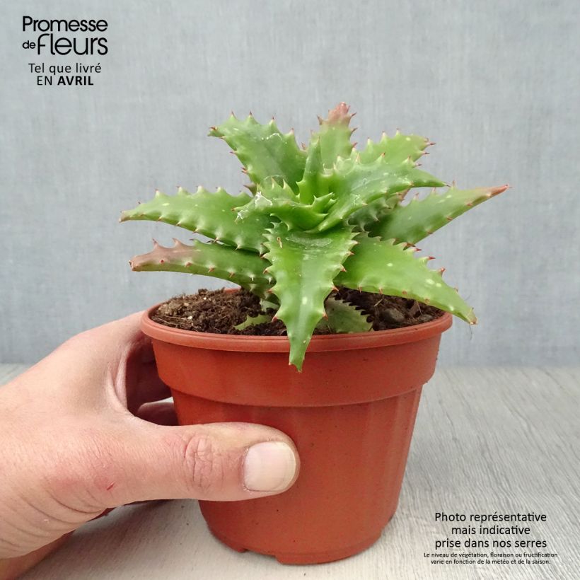 Example of Aloe morogoroensis - Aloe bussei Pot van 12 cm / 13 cm as you get in printemps