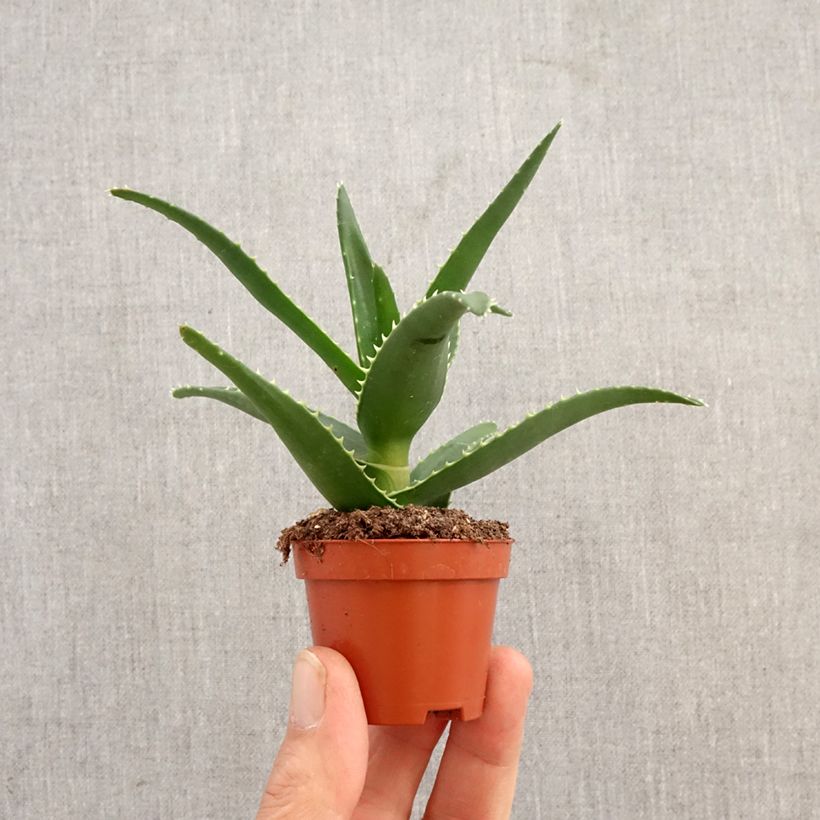 Exemplaar van Aloe perfoliata - Aloë Mini-kamerplanten zoals geleverd in de lente