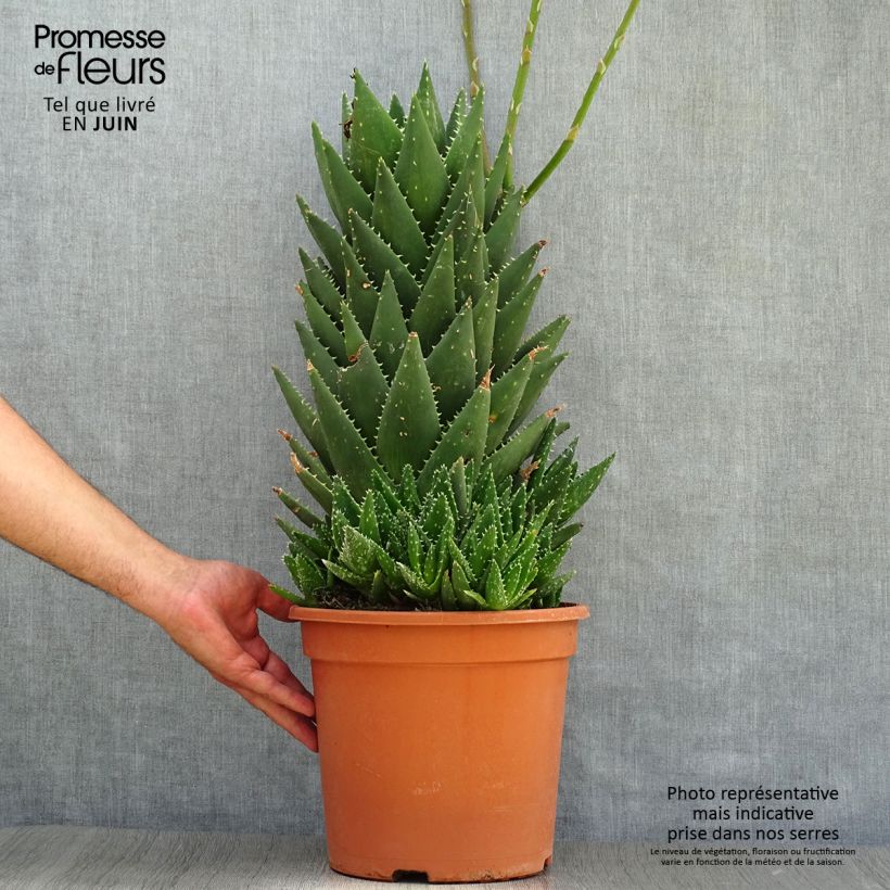 Exemplaar van Aloe perfoliata - Aloë Pot van 7,5 l/10 l zoals geleverd in de zomer