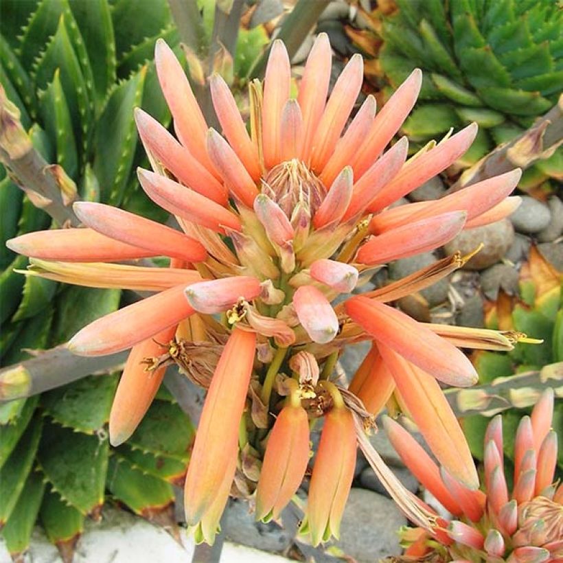 Aloe polyphylla - Spiraalaloë (Flowering)