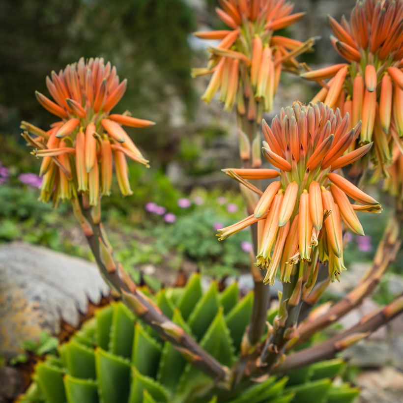 Aloe polyphylla - Spiraalaloë (Bloei)