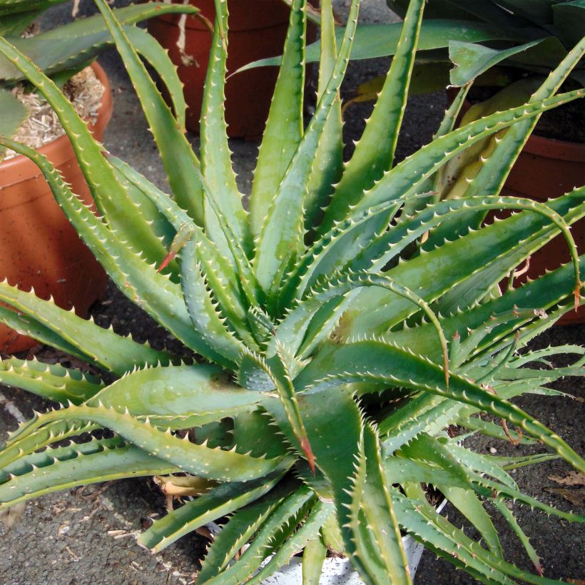 Aloe spinosissima - Spinnenaloë (Plant habit)