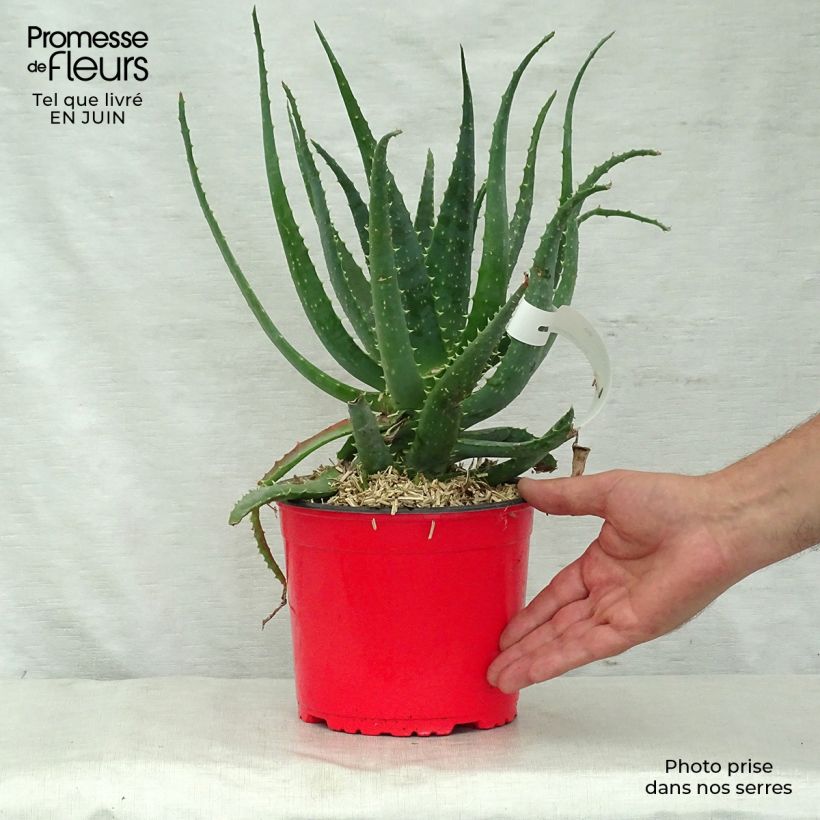 Exemplaar van Aloe spinosissima - Spinnenaloë Pot van 2 l/3 l zoals geleverd in de zomer