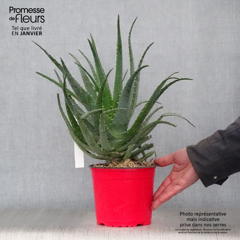 Example of Aloe spinosissima - Aloès Pot van 2 l/3 l as you get in hiver